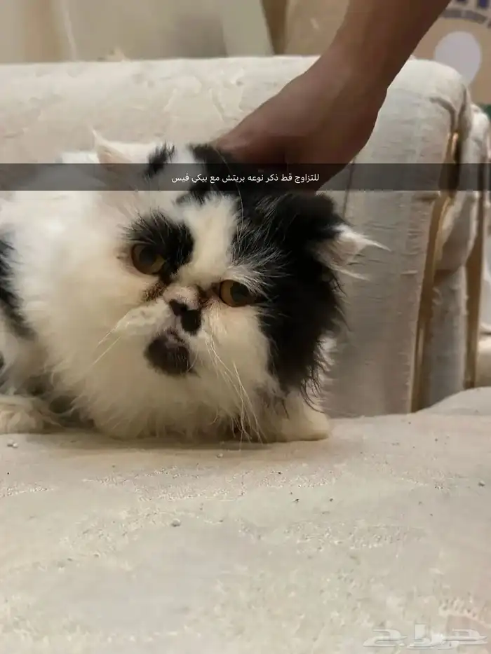 قطط كيتن سكوتش يوجد ذكور للتزاوج 9