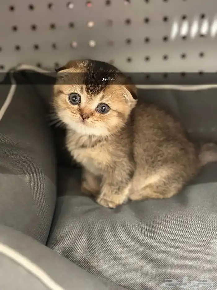 قطط كيتن سكوتش يوجد ذكور للتزاوج 6