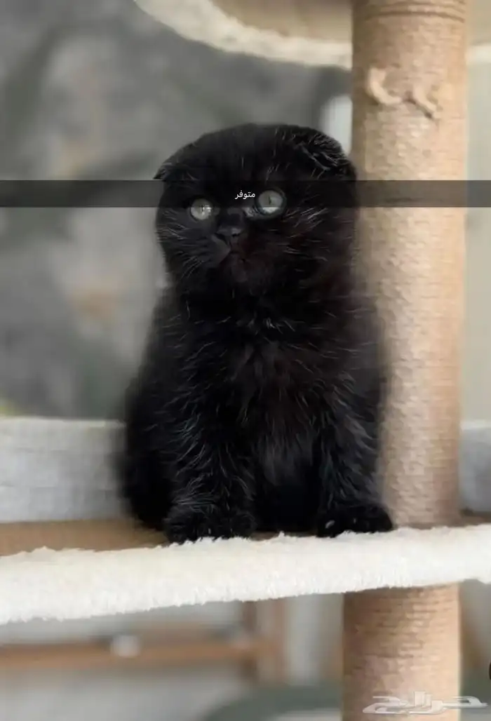 قطط كيتن سكوتش يوجد ذكور للتزاوج 12