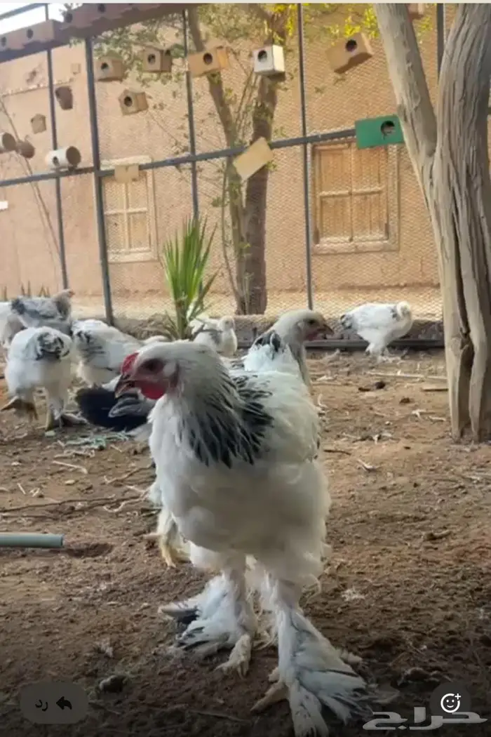 دجاج براهما كولومبي 0