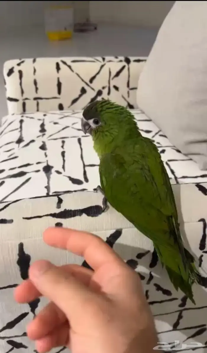 عرض خاص مكاو ميني 0