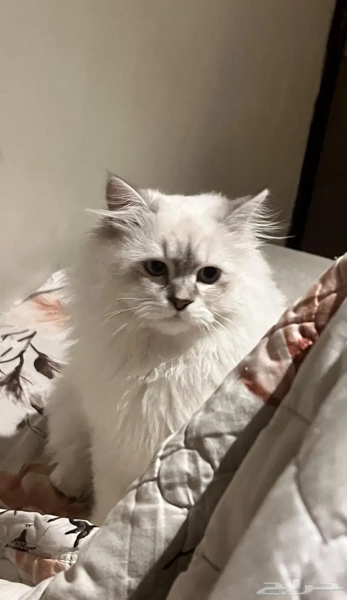 فندقة قطط جدة 0