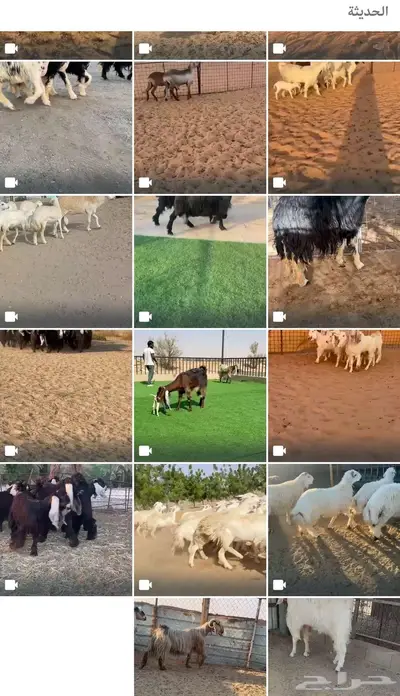 عروض حلال في قروبات الواتس والسناب 0