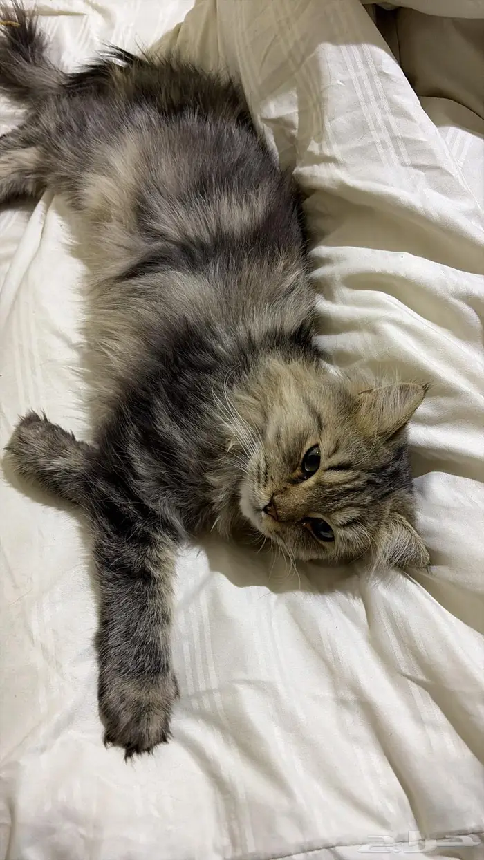 قط ذكر معثور عليه 0