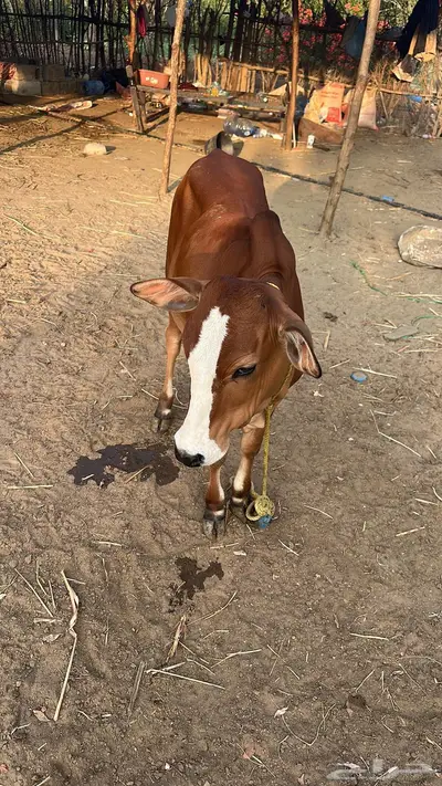 بقر للبيع index