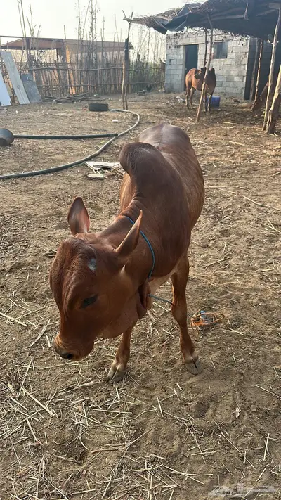 بقر للبيع index