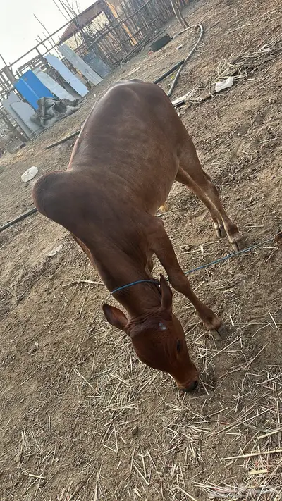 بقر للبيع index