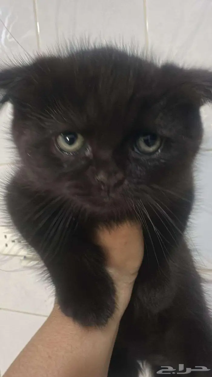 للتبني صغار قطط 1