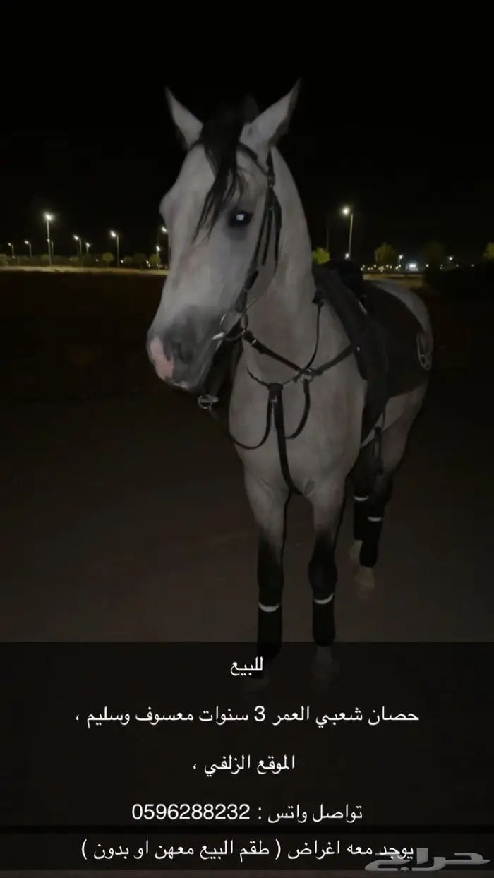 حصان شعبي شيخ 0