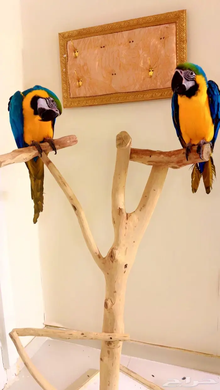 مكاو بلو اند قولد متكلمه اليفه هدد تم البيع 3