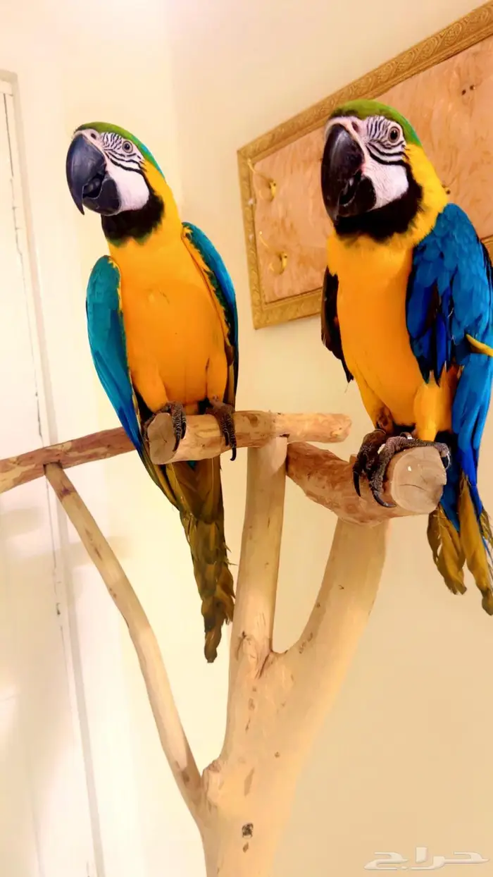 مكاو بلو اند قولد متكلمه اليفه هدد تم البيع 1