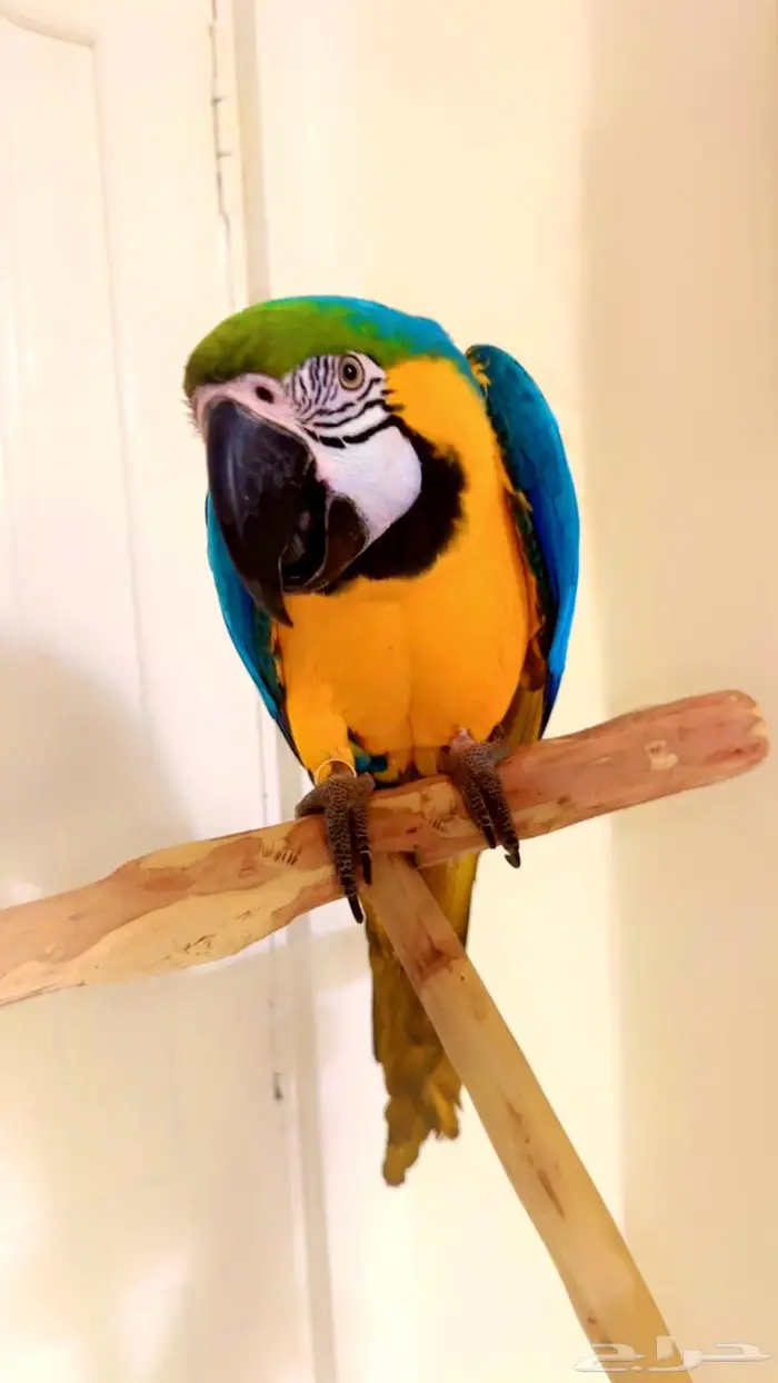 مكاو بلو اند قولد متكلمه اليفه هدد تم البيع 2