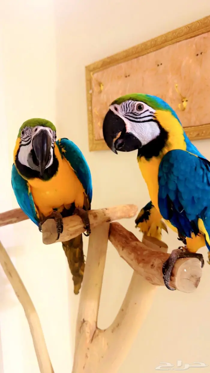 مكاو بلو اند قولد متكلمه اليفه هدد تم البيع 0