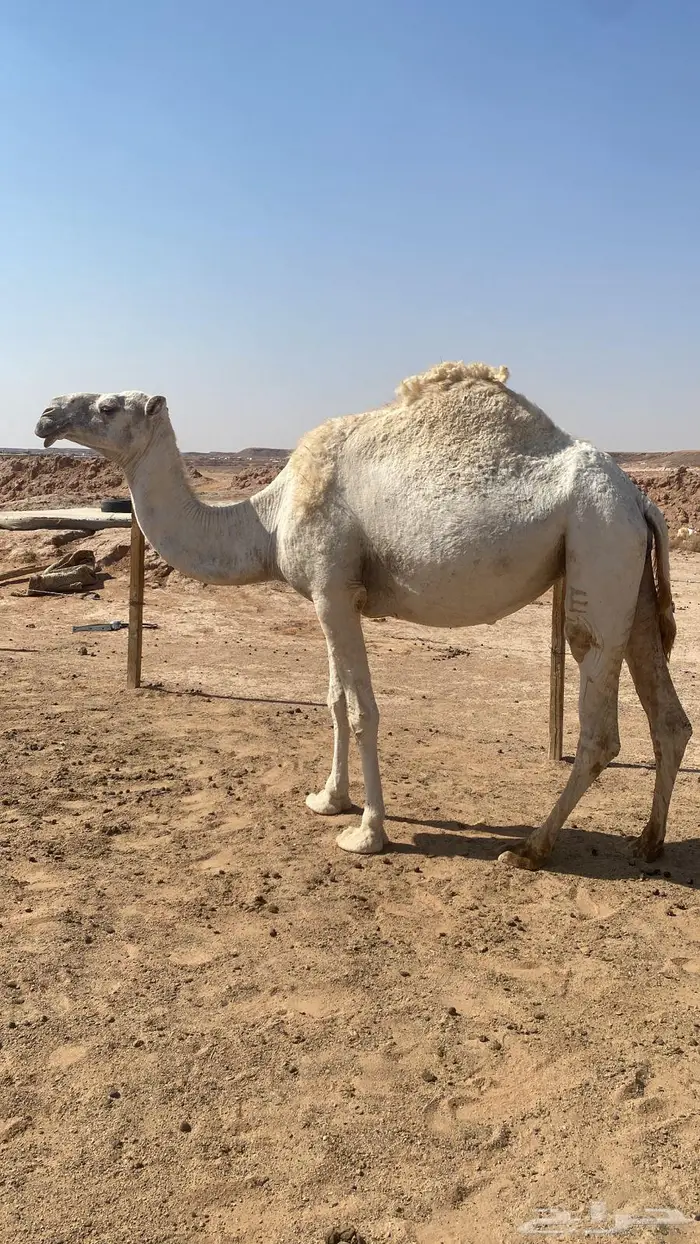 بكره لقحه للبيع 0