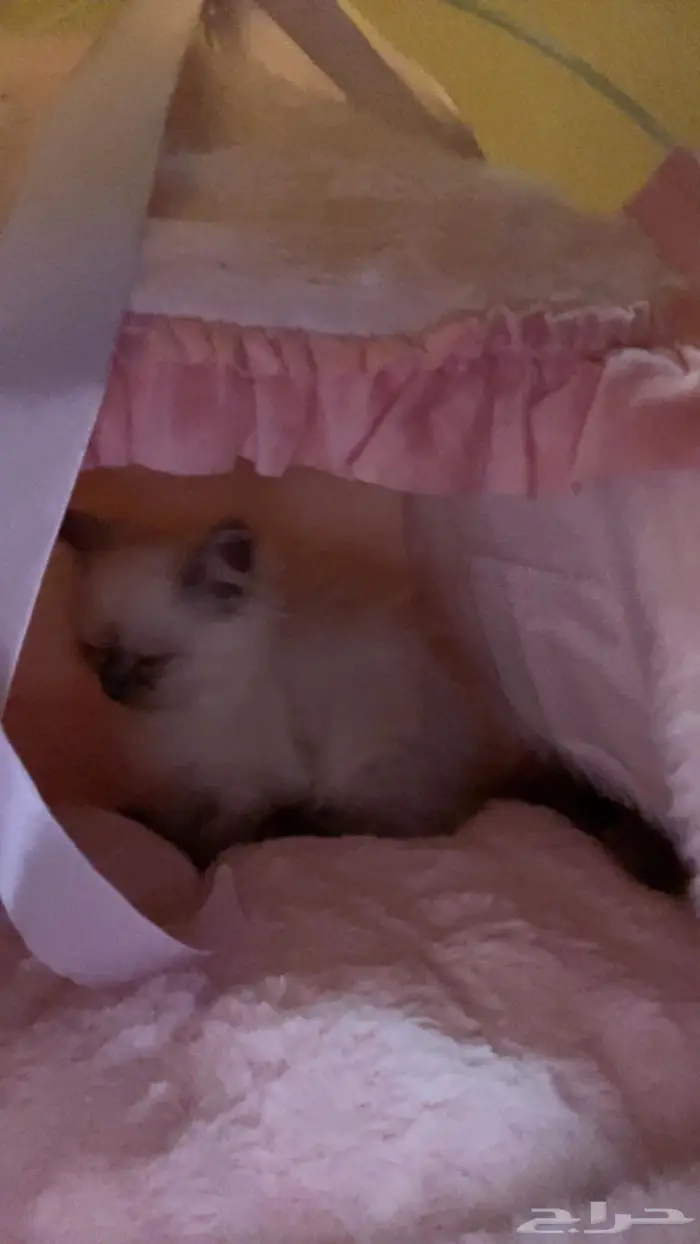 قطه انثى هملايا 0