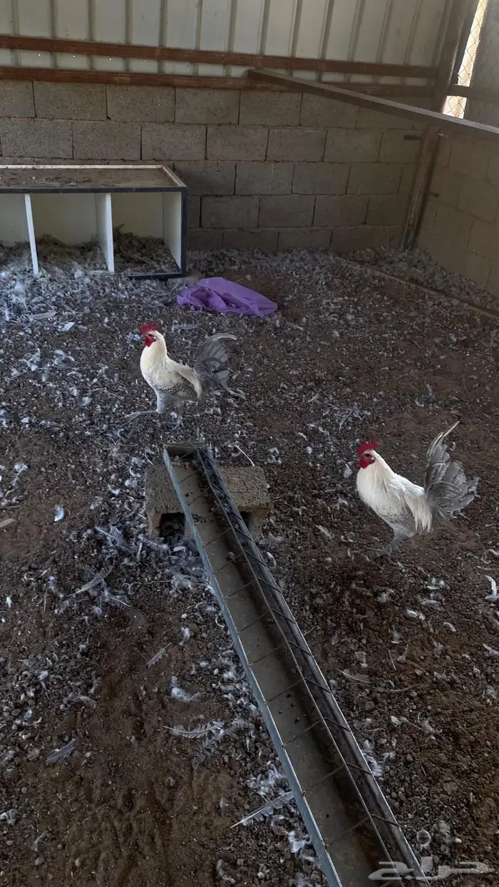 ديك العمر 8 شهور جرم ماشاءالله 0