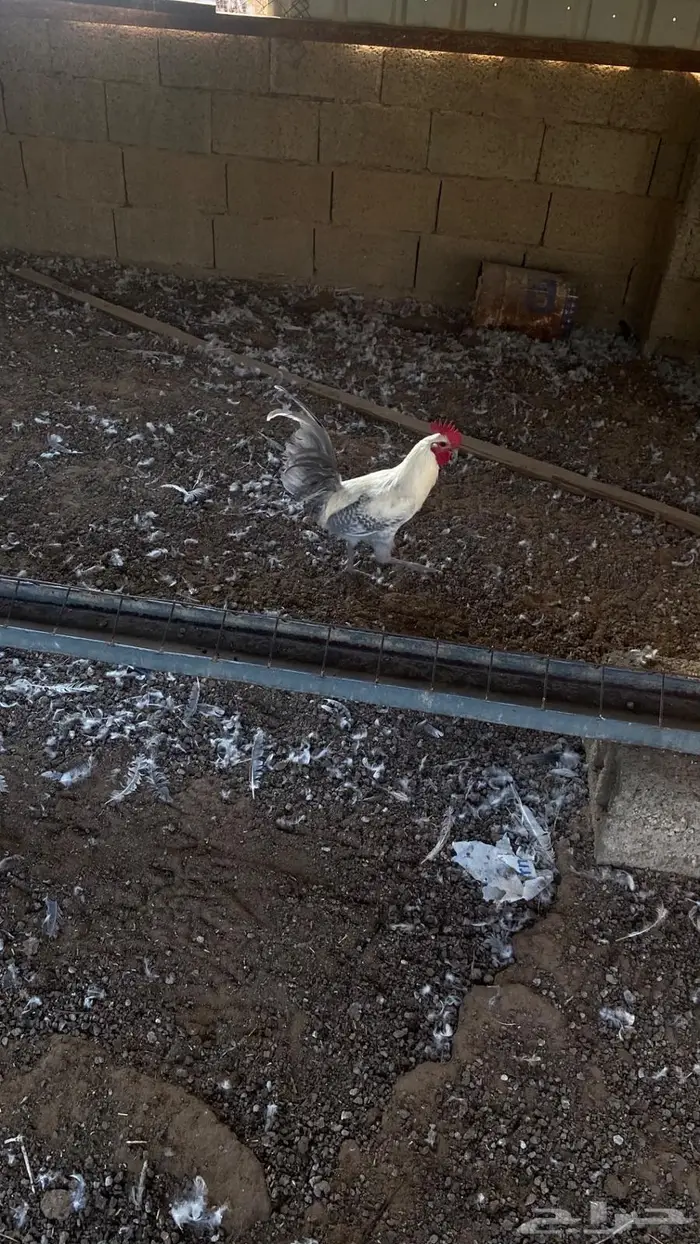 ديك العمر 8 شهور جرم ماشاءالله 1