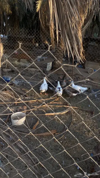 وز هجين عراقي 1ذكر 5 أنثى البيع تفريد او جملة index