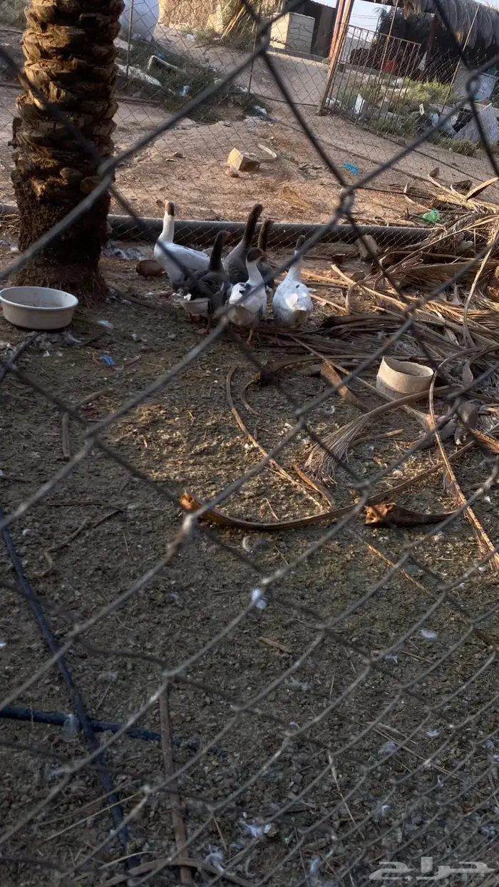 وز هجين عراقي 1ذكر 5 أنثى البيع تفريد او جملة 1