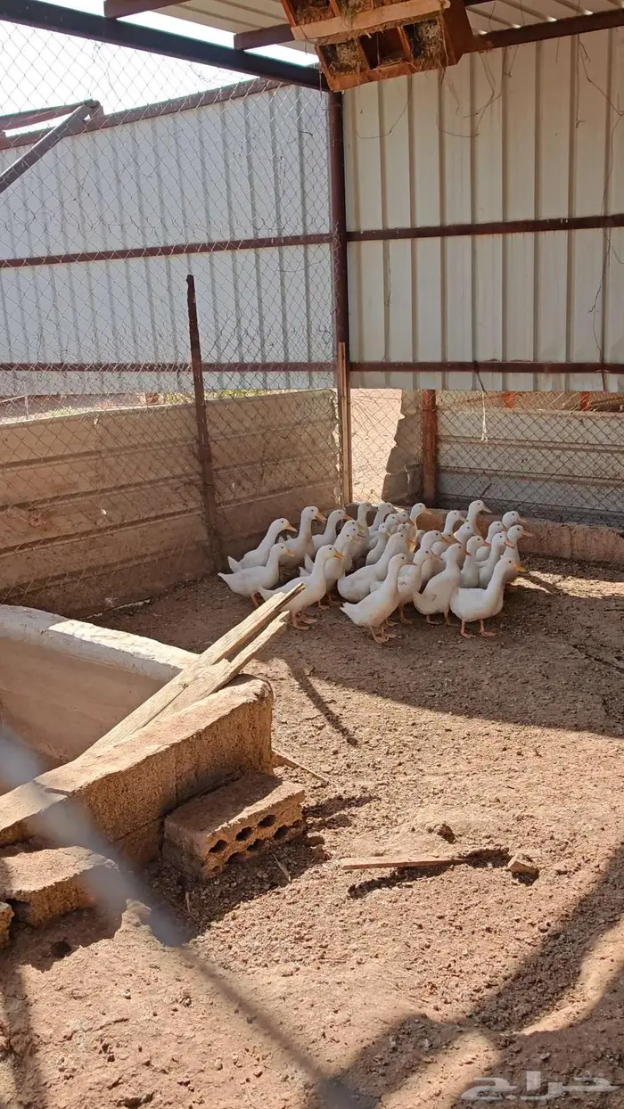 بط بكين جااامبو 3