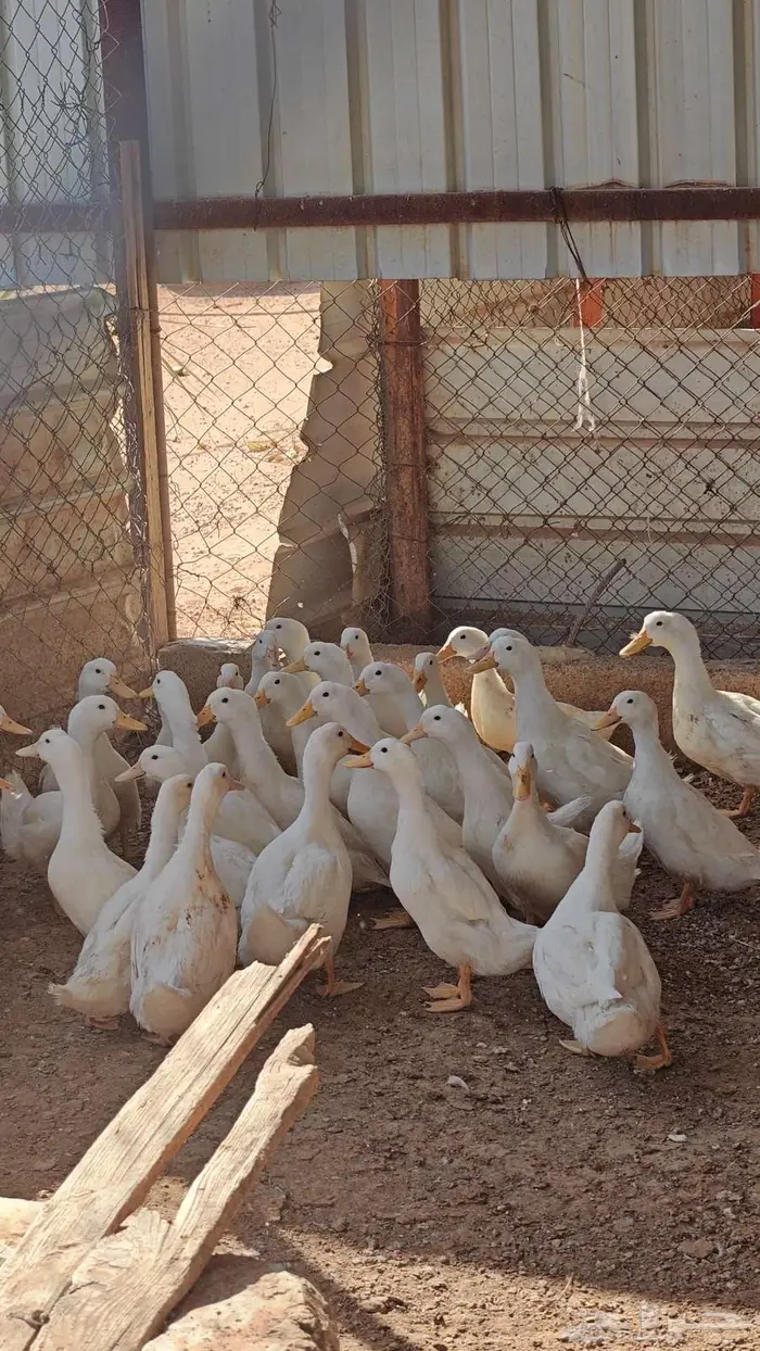 بط بكين جااامبو 5