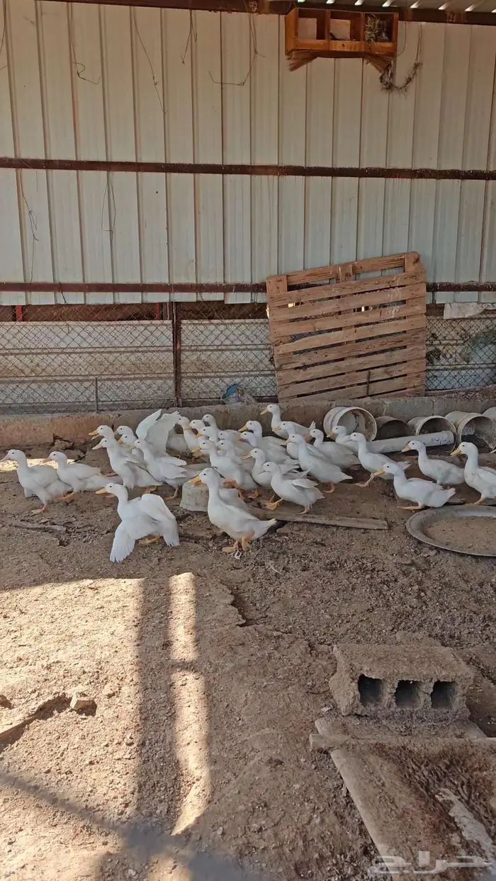 بط بكين جااامبو 2