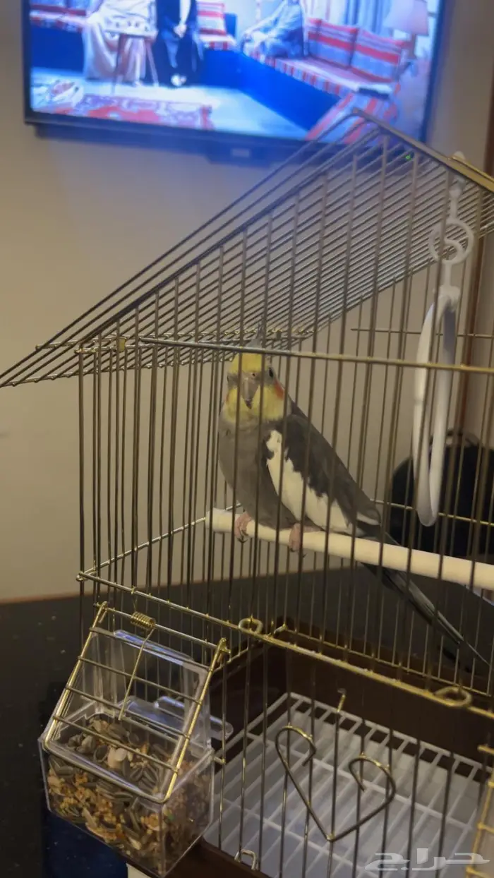 طير كروان للبيع في الباحه 0