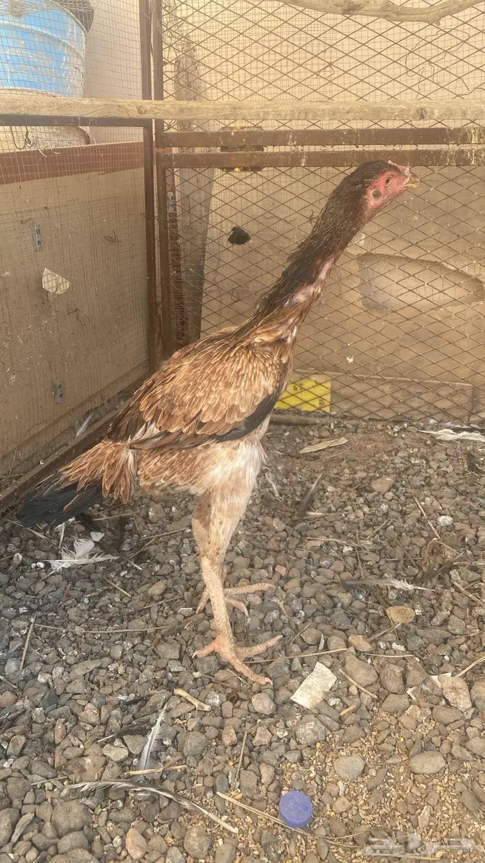 ديك ودجاجتين سندي 3