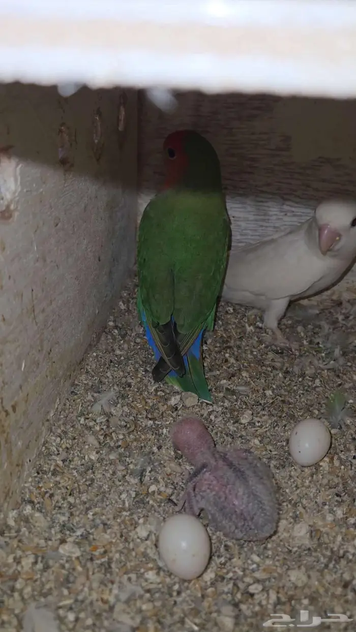 زوجين روز منتجين مع فرخ تم البيع 0