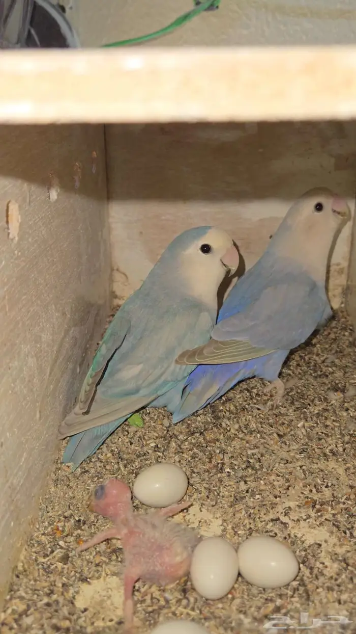 زوجين روز منتجين مع فرخ تم البيع 1