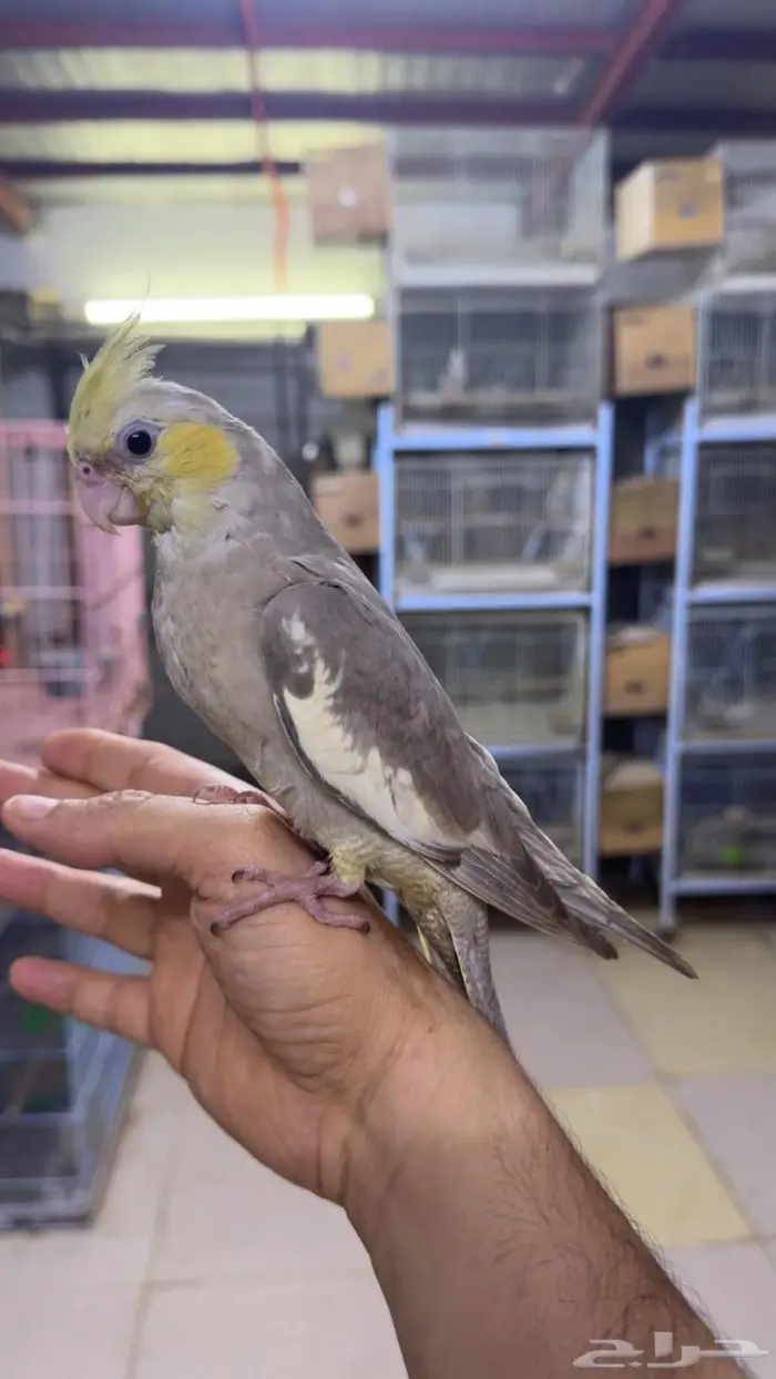 فروخ كروان للبيع 1