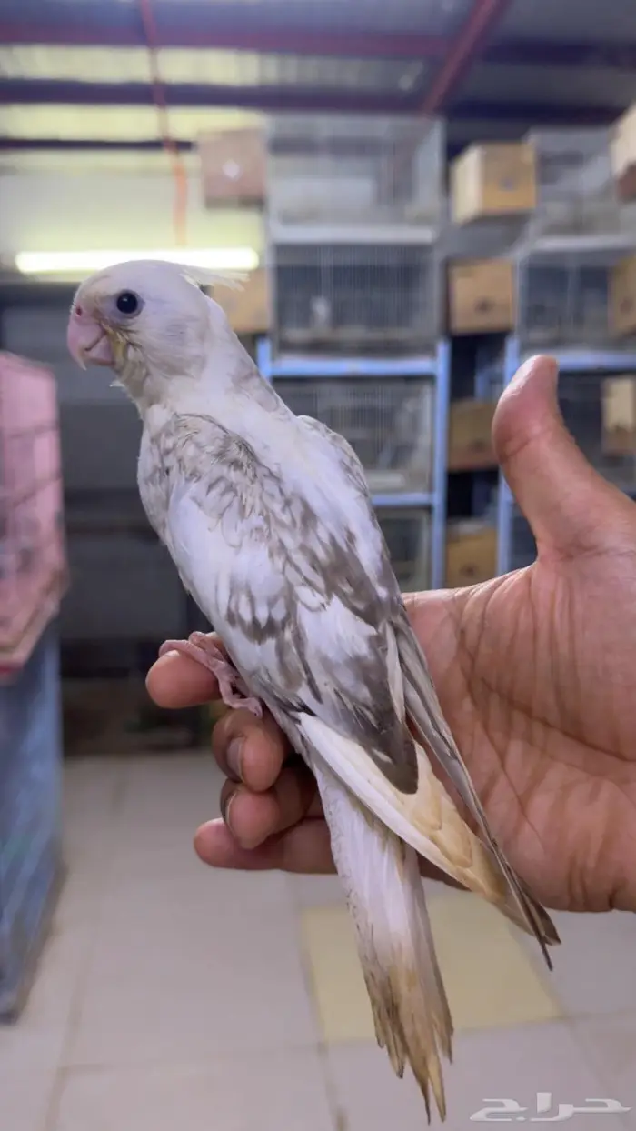 فروخ كروان للبيع 2