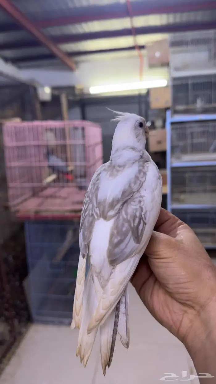 فروخ كروان للبيع 3