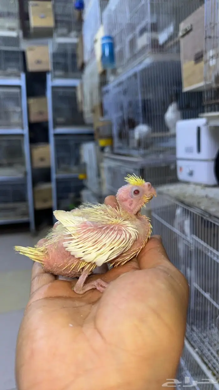 فروخ كروان للبيع 12