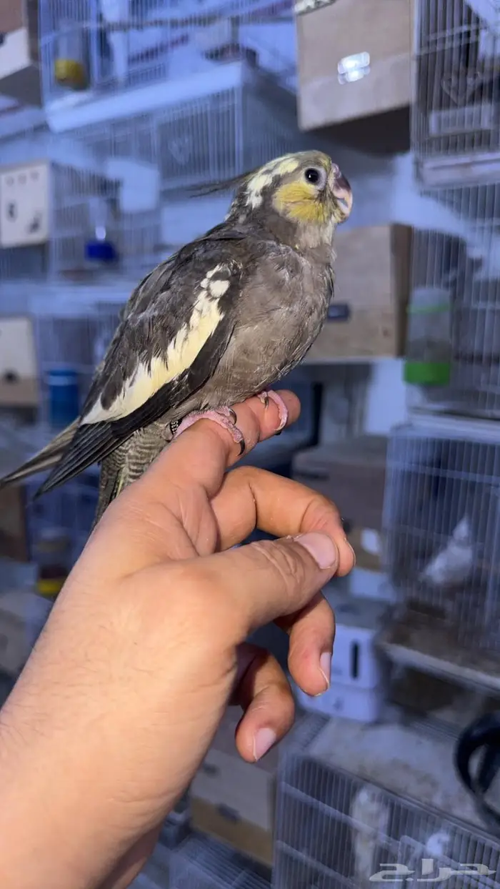 فروخ كروان للبيع 4