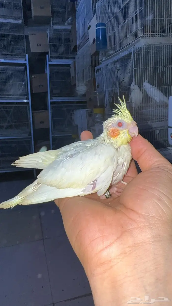 فروخ كروان للبيع 6