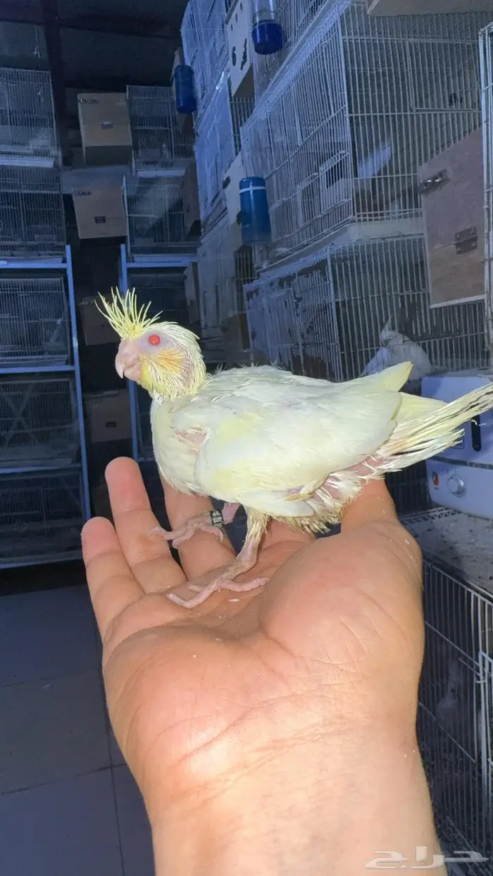 فروخ كروان للبيع 8