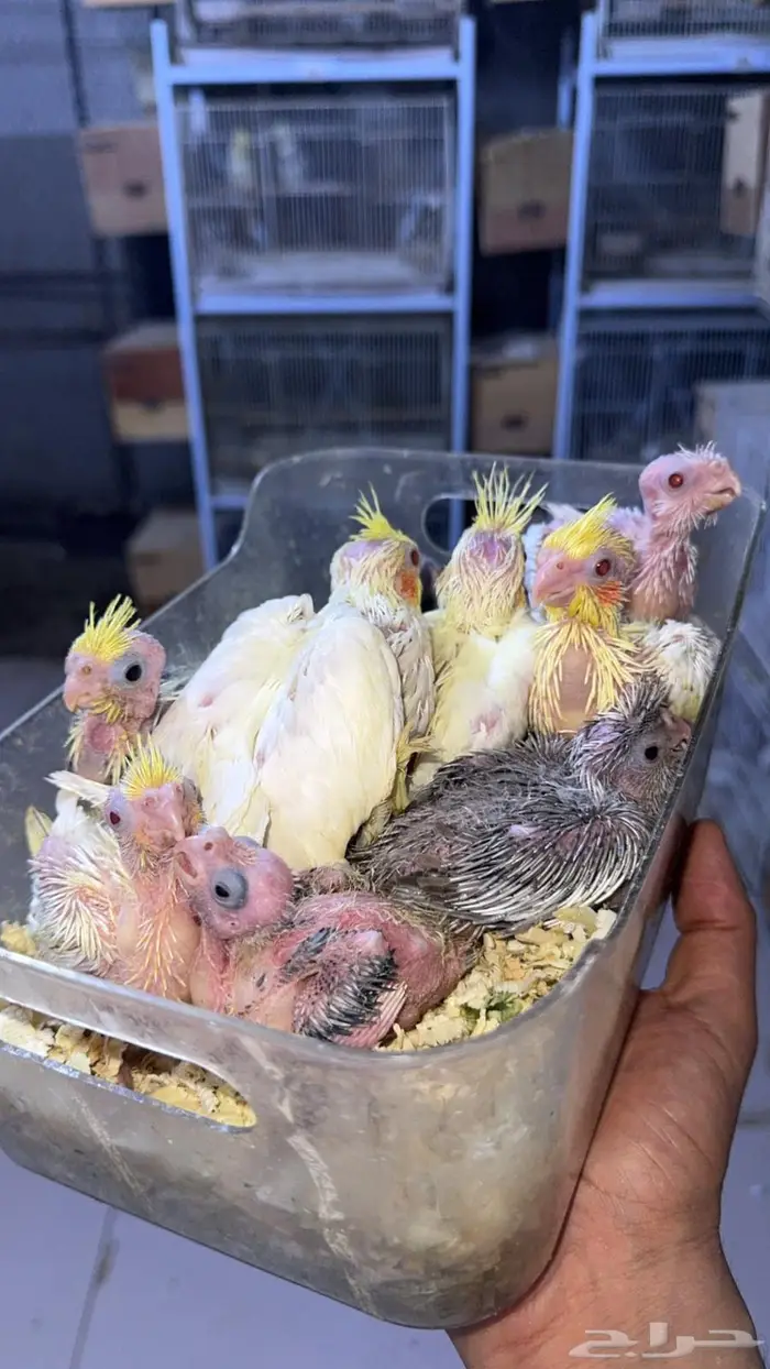 فروخ كروان للبيع 0