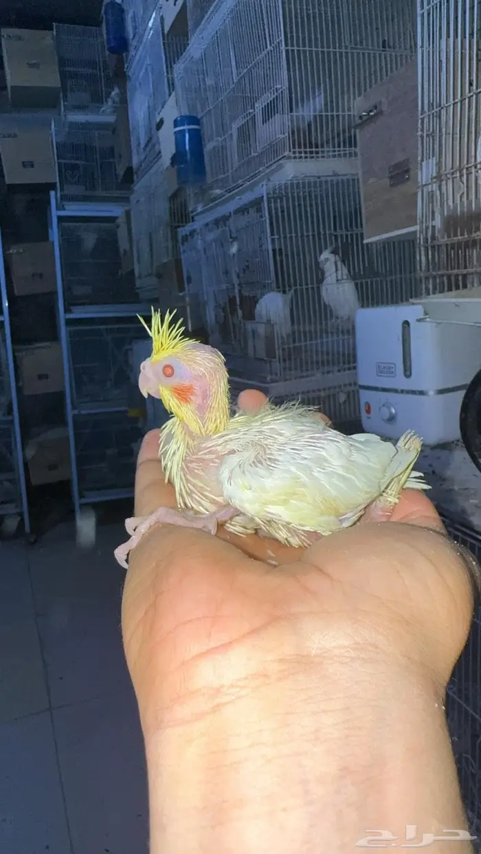 فروخ كروان للبيع 7