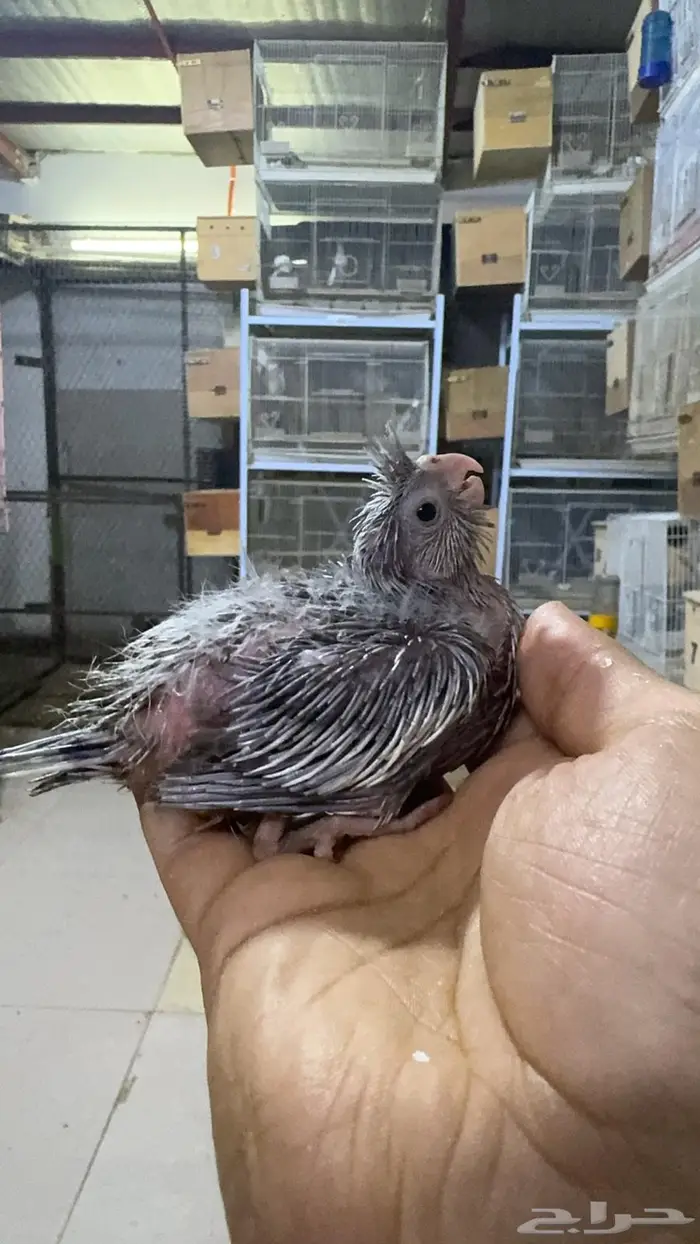 فروخ كروان للبيع 13