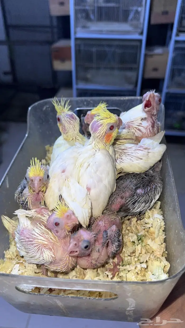 فروخ كروان للبيع 14