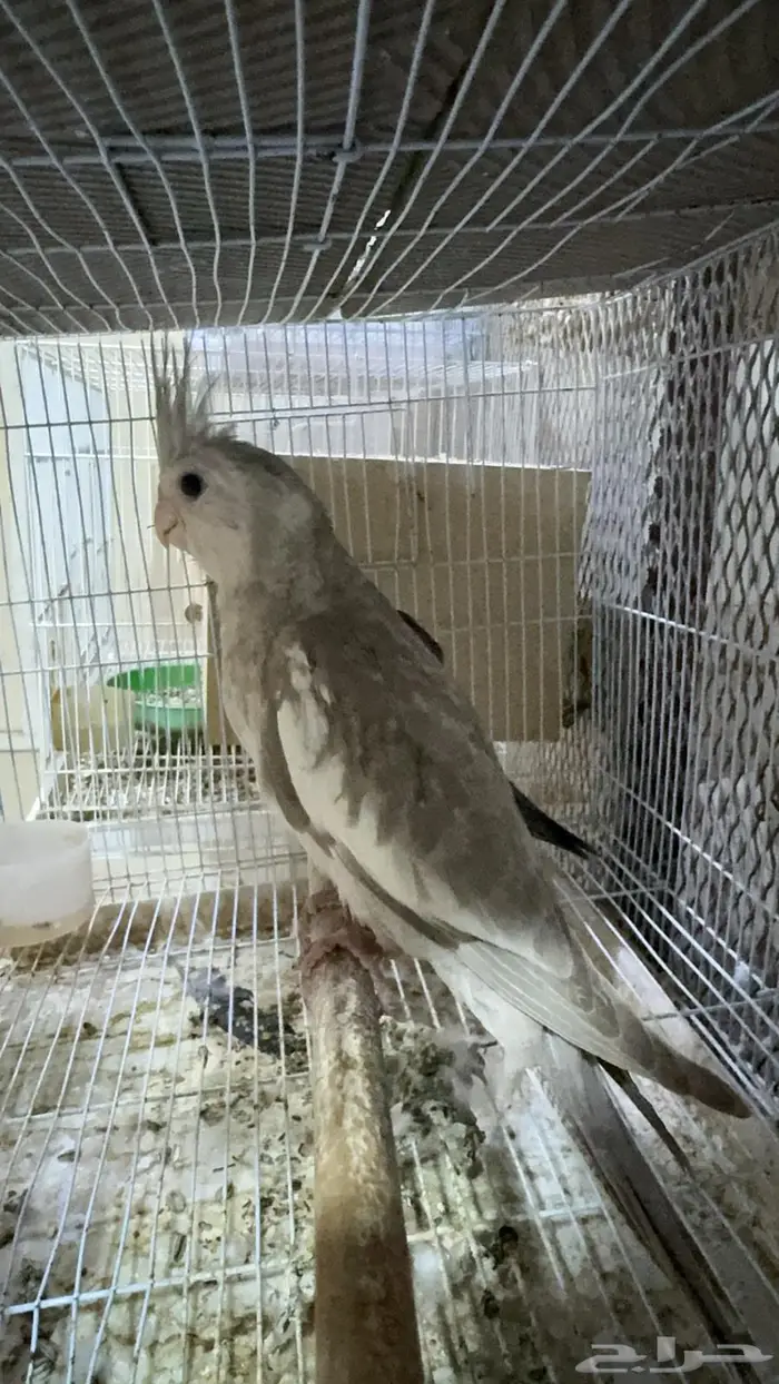 فروخ كروان للبيع 5