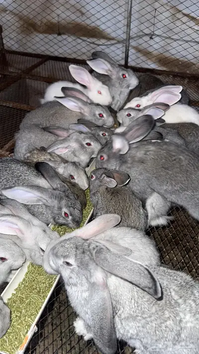 ارانب شنشيلا عملاق index