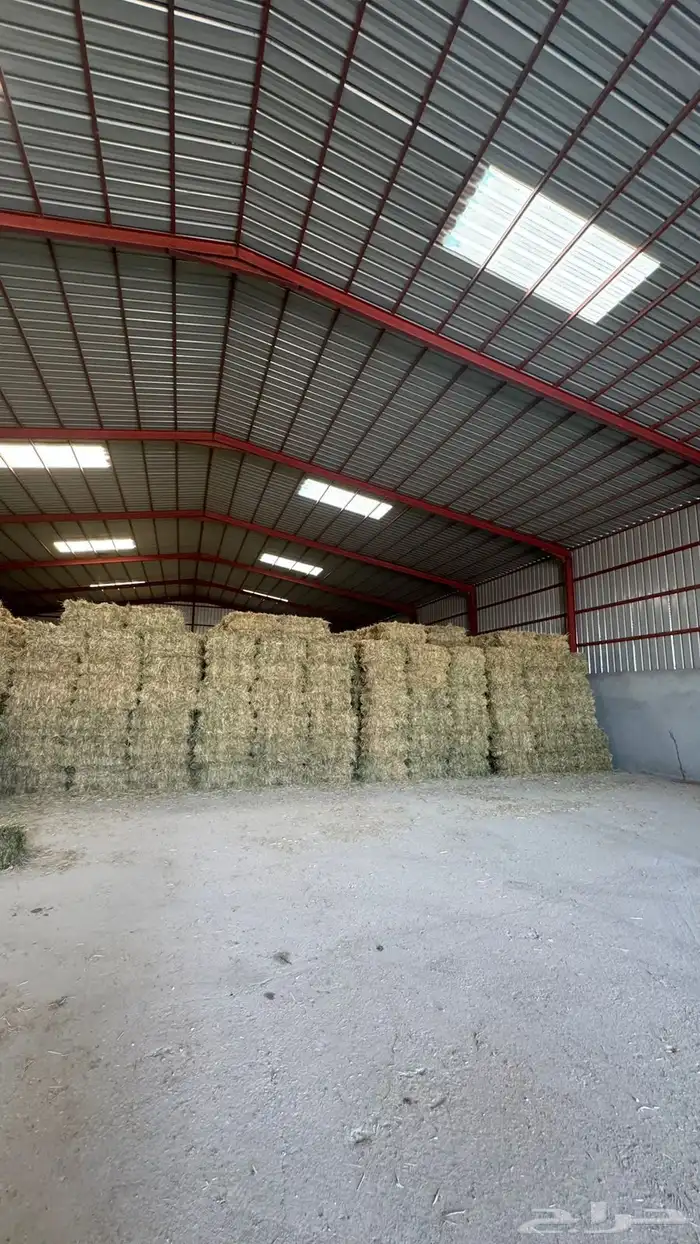 علف دخن للبيع 1