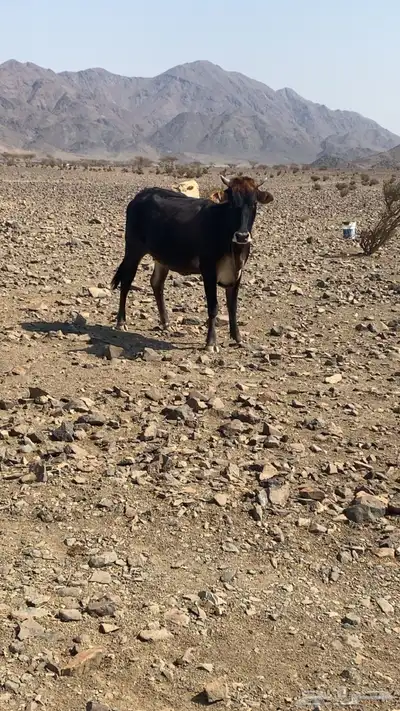 بقر للبيع index