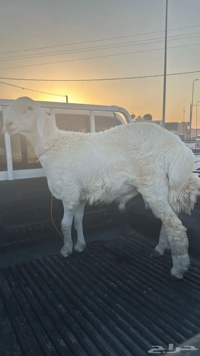 ذبيحه طلي حري نضيف ومغلق 0