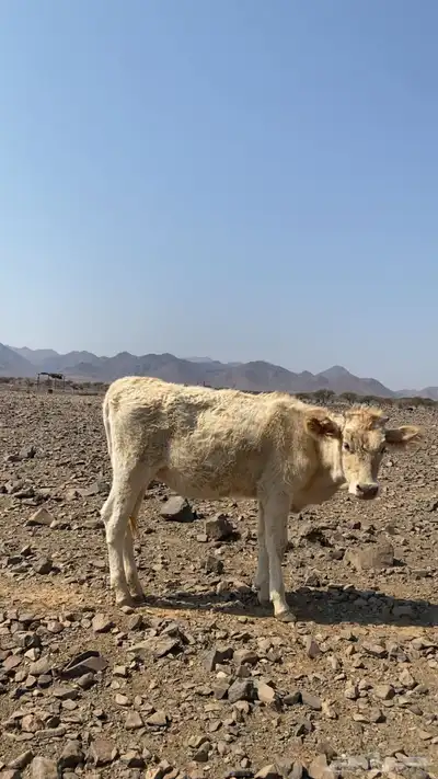 بقر للبيع index