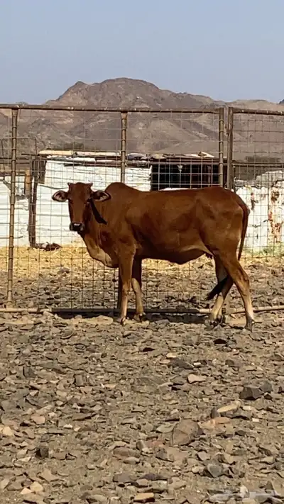 بقر للبيع index