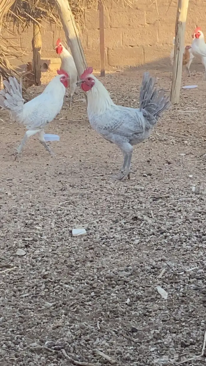 ديكه فيومي المينوم 1