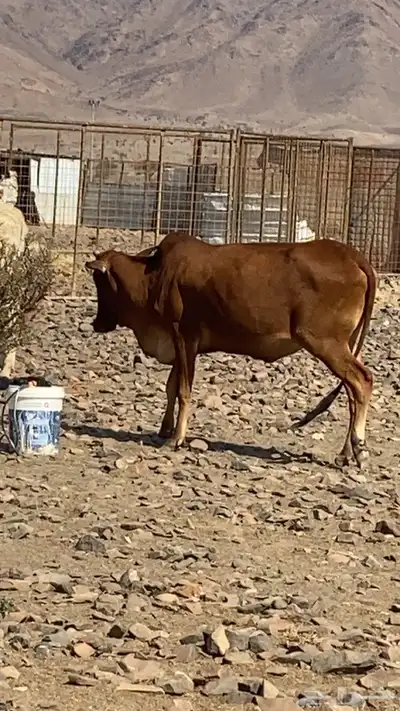 بقر للبيع index